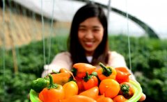 <b>河北：特色种植助力乡村振兴</b>