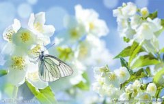 <b>春回大地 四川开启赏花游</b>