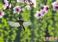 <b>鸟舞花香传春意</b>