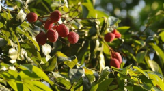 <b>澳媒：瞄准中国市场 澳果农开始种植龙眼与荔枝</b>