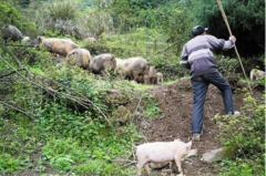 <b>与野猪“和亲” 重庆葛兰镇男子靠野猪脱贫成奇事</b>