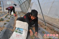 <b>山西平顺：合作经营助农增收</b>