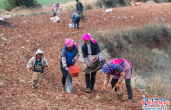 <b>云南：红土高原春耕忙</b>