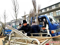 <b>山东郯城：无絮杨保健康  农民首选抢购忙</b>