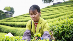 <b>广西侗乡茶园成民众脱贫致富“绿色银行”</b>