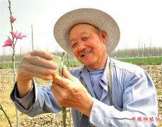 <b>山东郯城：农民靠嫁接结出“幸福”来</b>