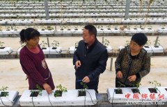 <b>河北饶阳：科技助春耕</b>