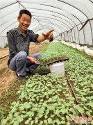 <b>王连平：温水“催芽”土办法  一棵瓜苗省八毛</b>