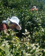 <b>安徽省怀远县兰桥乡百名妇女到浙江湖州采茶</b>