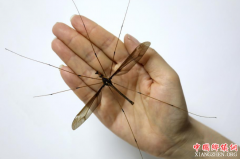<b>四川：青城山现翅展11厘米巨型蚊子 大小超成人手掌</b>