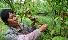 <b>贵州：六盘水红樱桃助力乡村振兴</b>