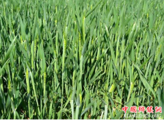 <b>农业农村部部署小麦赤霉病防控工作 实现“虫口夺粮”保丰收</b>