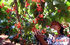 <b>云南富民：林果种植助农增收</b>