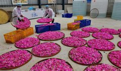 <b>发展生态产业 助推乡村振兴</b>