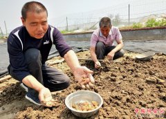 <b>山东郯城：水蛭蛋抢先定 一枚卖四元钱</b>