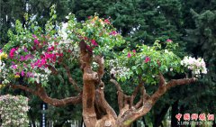 <b>云南贵明：叶子花王现身大观公园 一树开出6种花</b>