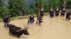 <b>贵州榕江：苗寨迎来开犁节</b>