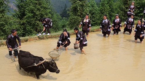 贵州榕江：苗寨迎来开犁节 