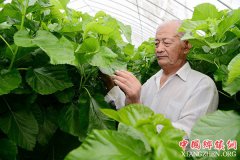 <b>江苏海安：推动蚕桑产业高质量发展</b>