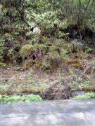 <b>黄龙自然保护区丹云峡今年首次拍摄到大熊猫</b>