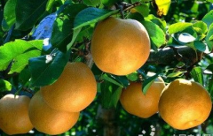 <b>人类近亲结婚不利于优生优育,那梨树为何不愿“近亲结婚”？</b>