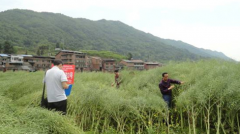 <b>油菜主推品种筛选试验专家田间考察达州市</b>