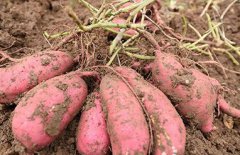 <b>河南：安阳市殷都区都里镇红薯苗免费送农家</b>