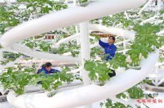 <b>河北肥乡：现代农业铺就乡村致富路</b>