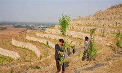 <b>荒山改梯 蔬果飘香</b>