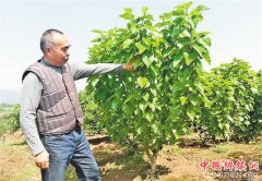 <b>肖成清和他的“能人转包联营责任制”</b>