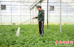 <b>重庆巫溪：技术提升助力马铃薯产业发展</b>