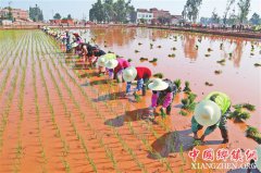 <b>云南晋宁沙堤村千人插秧忙</b>