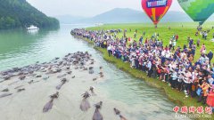 <b>南充市蓬安县“百牛渡江”奇观让农民吃上旅游饭</b>