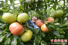 <b>河北乐亭：“一村一品”助力乡村振兴</b>