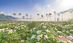 <b>牡丹花开 农户增收</b>