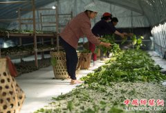 <b>浙江淳安县：依托优良生态环境 推动蚕桑产业转型</b>