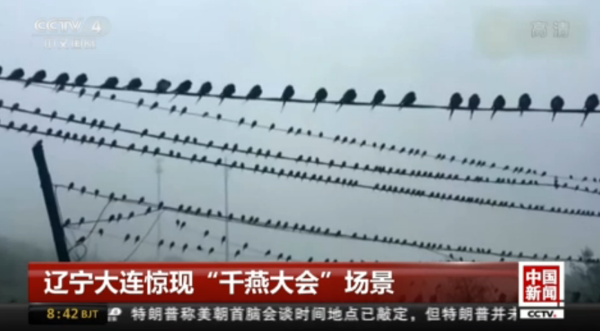 <b>辽宁大连惊现“千燕大会”场景</b>