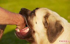 <b>被动物咬伤后怎么办？专家教你科学处理办法</b>