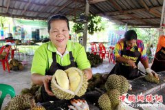 <b>中国成为泰国榴莲出口增速最快的目的地</b>