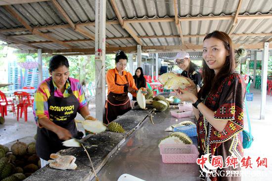 泰国游客在亚达水果园品尝刚采摘的榴莲。记者孙广勇摄