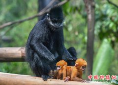<b>广州：珍稀黑叶猴诞下龙凤胎</b>