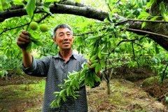 <b>四川泸州：六旬老农苦心专研12年 种出大如桃的李子</b>