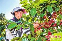 <b>云南：普洱大力发展咖啡产业</b>