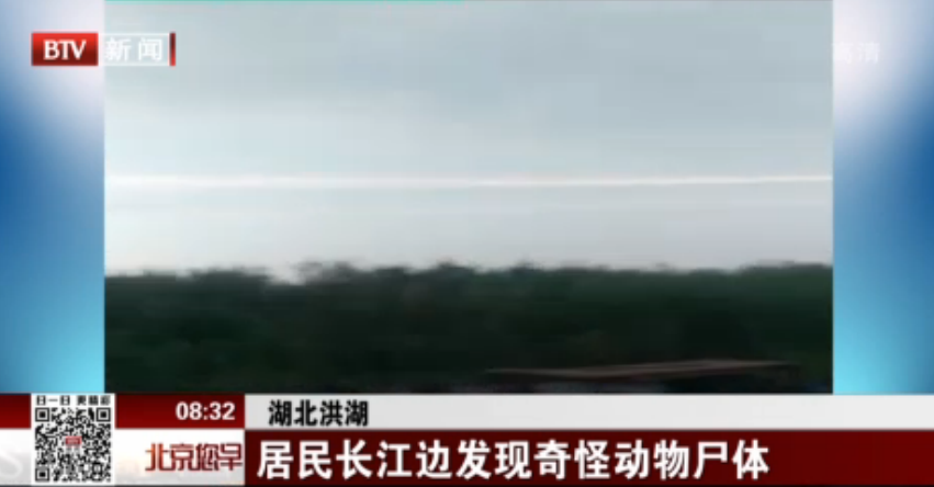 <b>湖北洪湖：居民长江边发现奇怪动物尸体</b>