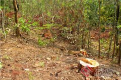 <b>云南宁洱县成功捣毁一个特大滥伐林木团伙</b>