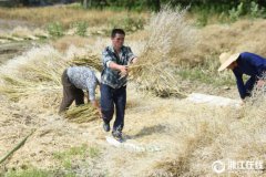 <b>杭州富阳：收获油菜籽</b>