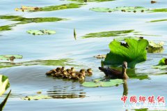 <b>杭州：西湖小鸳鸯诞生第4窝</b>