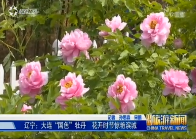 <b>辽宁：大连“国色”牡丹进入出绽盛开期</b>