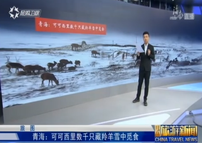 <b>青海：可可西里数千只藏羚羊雪中觅食</b>