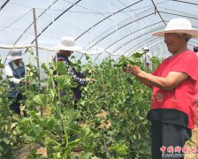 <b>山东郯城：返乡创业两兴旺 村内老人跟“沾光”</b>